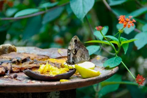 Butterfly feeding on a mango Stock Photos