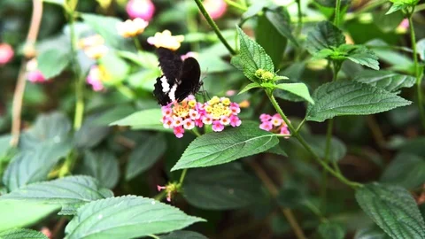 Butterfly  Feeding Nectar On Flower Video stock 89060503
