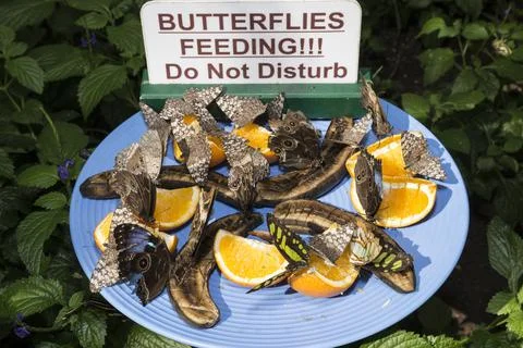 Butterfly feeding Stock Photos