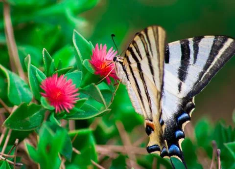 Butterfly feeding on a pink flower Stock Photos