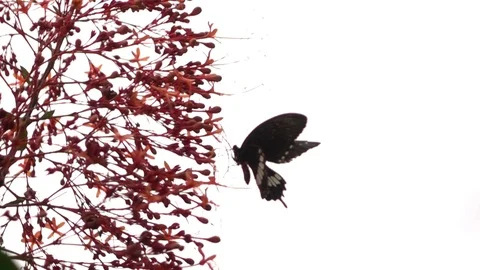 Butterfly feeding from pollen Stock Footage 87245295