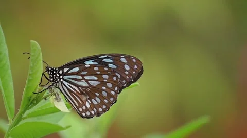 Butterfly Feeding on Sap on Leaf and Staying After Disturbance in Slow Motion Stock Footage 346513891
