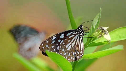 Butterfly Feeding on Sap on Leaf with Blurred Background Figure in Slow Motion Stock Footage 346514596