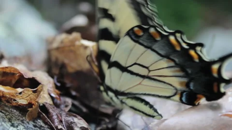 Butterfly Feeding Time Stock Footage 54516380