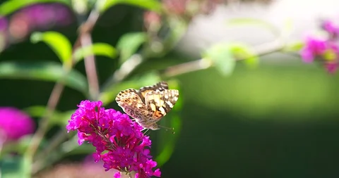 Butterfly Feeds On Flower Stock Footage 129045697