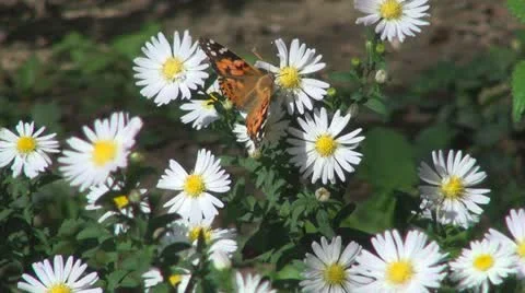 Butterfly on Field Flower, Butterflies and Bees Gathering Pollen, Macro Stock Footage