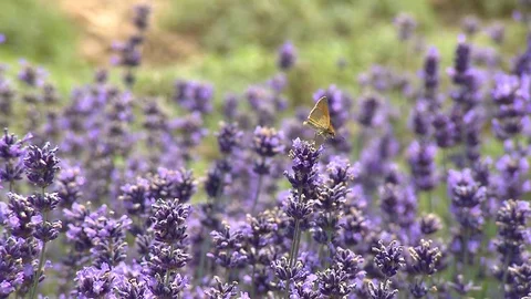 Butterfly in field of lavender Stock Footage 78088390