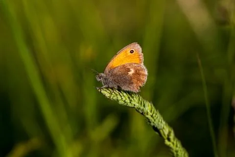 Butterfly on the field Stock Photos