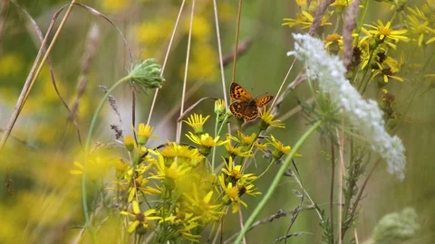 Butterfly in fields,summer, flower. Macro close up of a colourful butterfly 4K Stock Footage 123211348