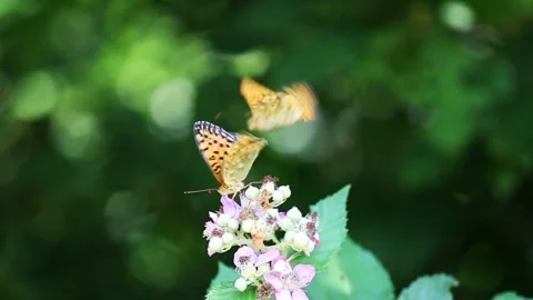 Butterfly fight Stock Footage 276655575