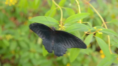 Butterfly fighting Stock Footage 26104262
