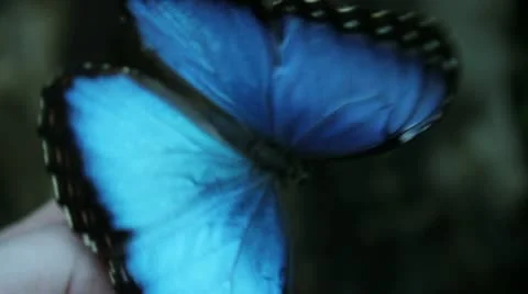 Butterfly on finger Stock Footage 27860664