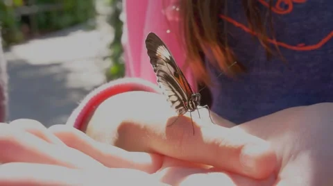 Butterfly on Finger Stock Footage 47124239