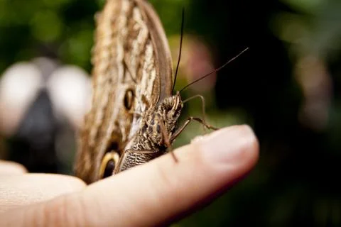 Butterfly on the finger Stock Photos