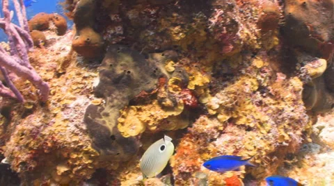  Butterfly fish (2) Видео 947231