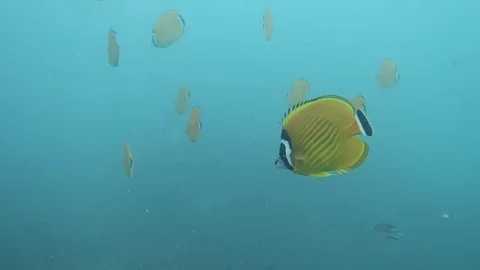Butterfly fish aggresive posture Stock Footage 81112544
