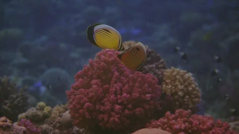 Butterfly fish different fish and coral reefs in a stunning underwater world Stock Footage 319290732