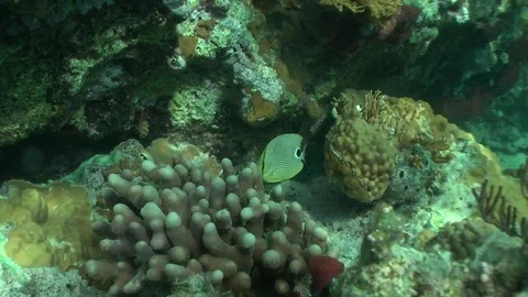 Butterfly Fish eating Stock-Footage 84999706