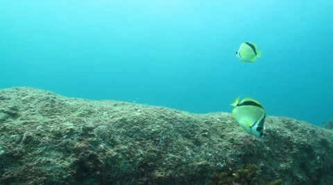 Butterfly fish Stock Footage 24284814