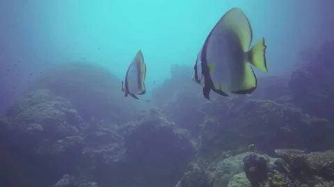Butterfly fish Vídeos de archivo 130449325