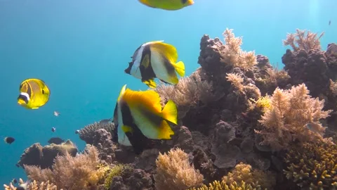 Butterfly fish. Stock Footage 149909164