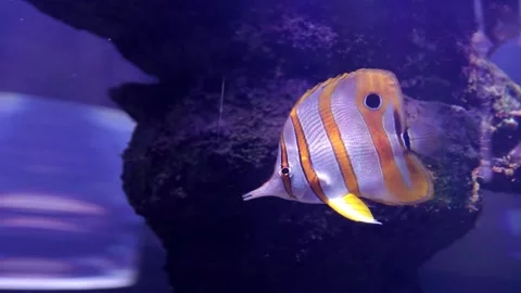 Butterfly fish Stock Footage 150037296