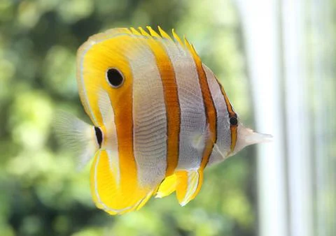 The butterfly fish have pattern yellow-white color and black spots. Stock Photos