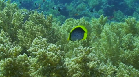 Butterfly fish pecking at soft corals. Stock Footage 571731