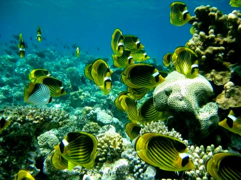 Butterfly fish Stock Photos