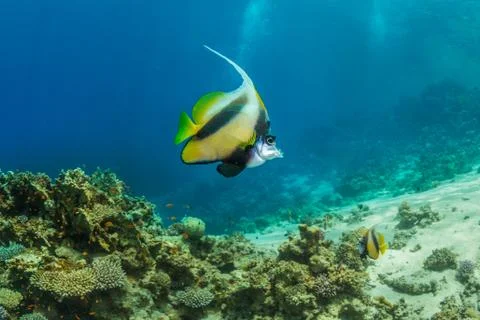 Butterfly fish Stock Photos