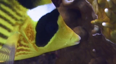 Butterfly fish in red sea Stock Footage 64317126