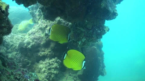 Butterfly fish with rocks Stock Footage 33075306