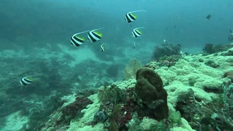 Butterfly fish swimming Stock Footage 286377096