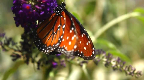 Butterfly Flaping Wings Video stock 36968425