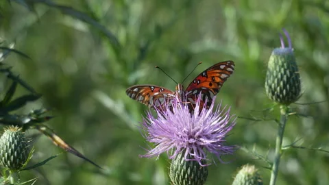 Butterfly Flapping his Wings Vigorously in Slow Motion Video stock 315697211