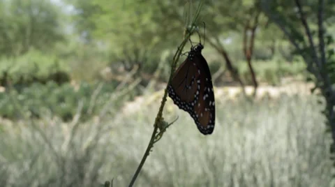 Butterfly flapping it's wings Stock Footage 30460937