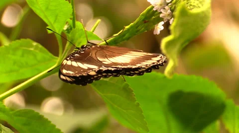 Butterfly flapping its wings Video stock 37815990