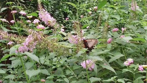 Butterfly flapping its wings Stock Footage 95539060