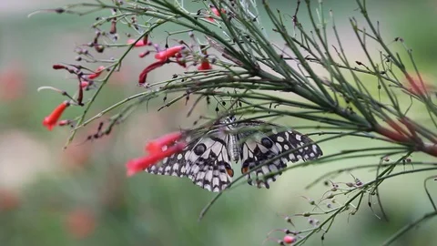 Butterfly flapping its wings Stock Footage 103577492