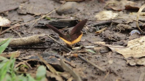 A butterfly flapping its wings Stock Footage 219316010