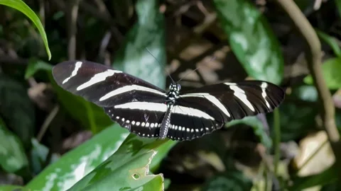 Butterfly flapping its wings slowly on a leaf Stock Footage 141164895
