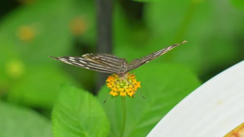 Butterfly flapping their wings and moving antennas on the orange blooming f.. Stock Footage 279748795
