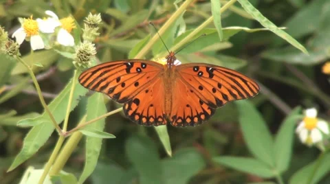 Butterfly Flapping Wings 4 Stockbeeldmateriaal 33689806
