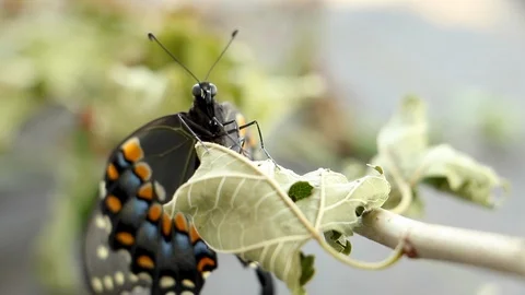 Butterfly Flapping Wings and Crawling Video stock 120158375