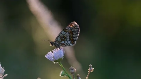 Butterfly flapping wings on the flower Video stock 136485902