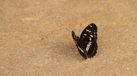 Butterfly flapping with wings Stock Footage 27978970