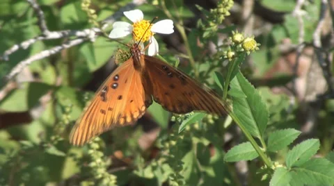 Butterfly Flapping Wings Stockbeeldmateriaal 33689757