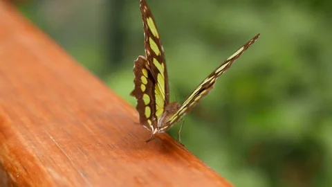Butterfly Flapping Wings Video stock 79684428