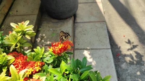 A butterfly flapping wings Stock Footage 265036277
