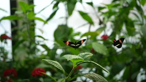 Butterfly flapping wings on leaf in garden at science museum 動画素材 146820435
